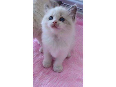 1. sınıf kalite şecereli ragdoll bebekler yuvalarını arıyor