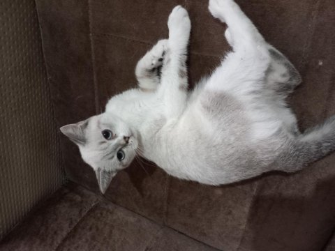 3 aylık eğitimli british shorthair