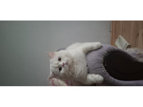 British shorthair kedimiz sahiplendirilecektir