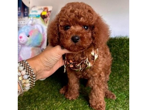 Kore toy poodle