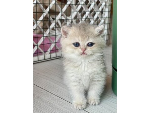 Ev ortamında büyüyen safkan british shorthair yavrular