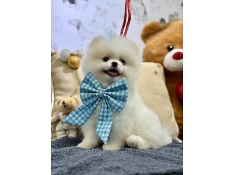 Teddy bear pomeranian boo oğlumuz