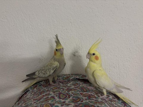 Lutino ve pied sultan papağanı