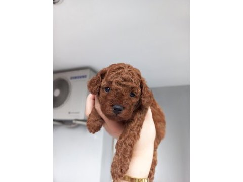 Poodle kore kan