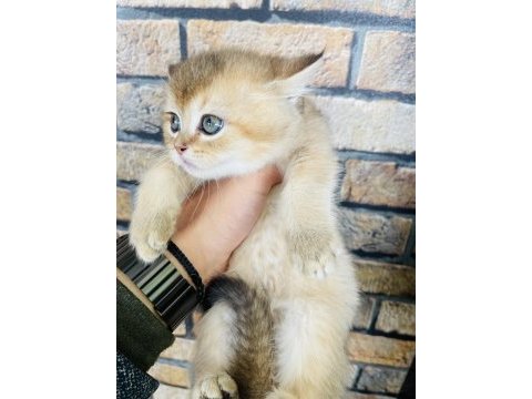 British shorthair golden yavru