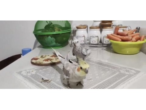 Evcil konuşan renkli sultan papağanı