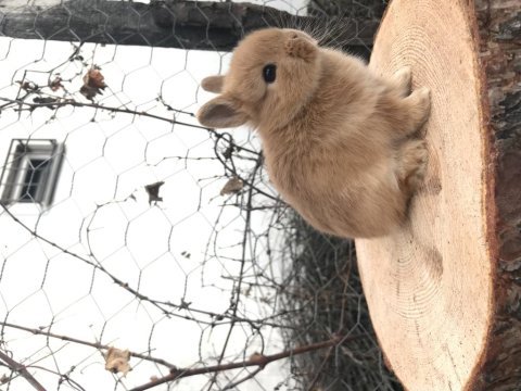 Cüce ve mini lop tavşanı bebeklerimiz