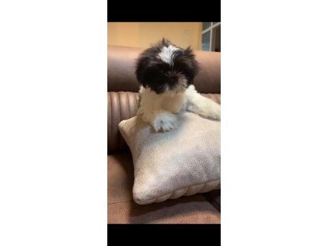 3 aylık erkek shih tzu