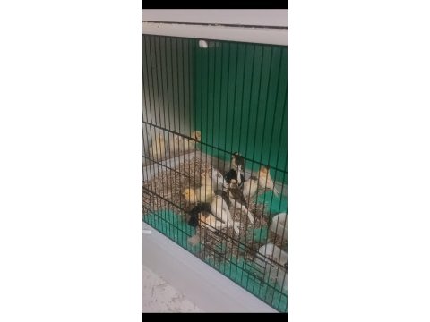 Kanarya sarı beyaz harlikuin parçali kanaryalar