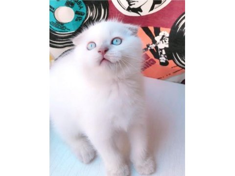Koca kafalı scottish fold kızım
