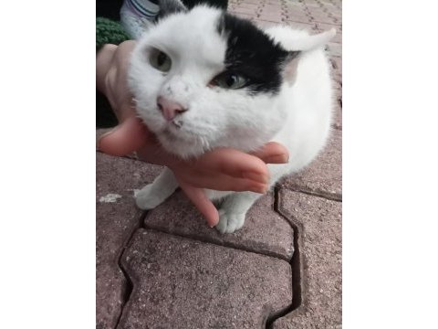 Tekir yavru sokak kedisi