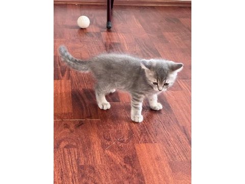 3 aylık british shorthair