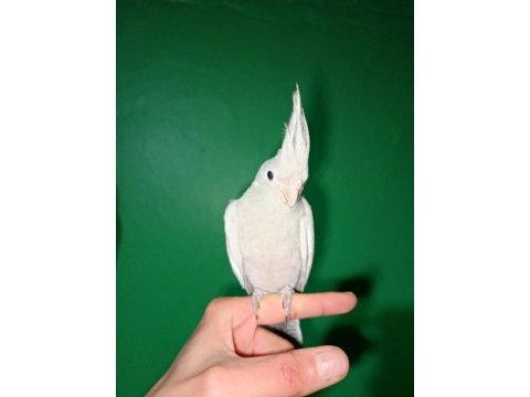 Full evcil konuşan el besleme emerald sultan papağanı