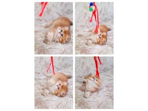 British longhair golden