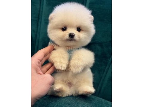 Pomeranian boo yavru köpeklerimiz
