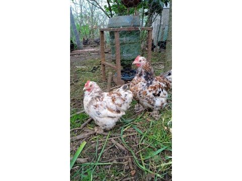 İspenç ve cüce cochin horozlar