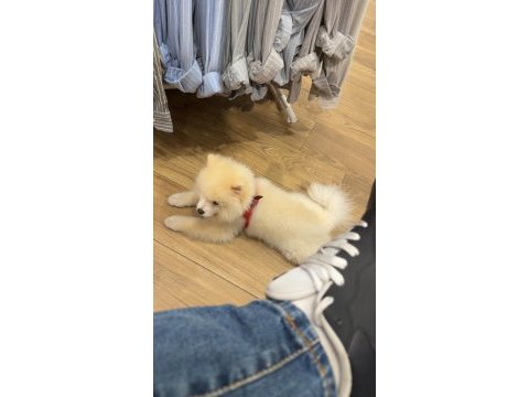 İzmir pomeranian boo yavrumuz