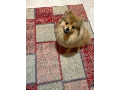 Genç pomeranian boo