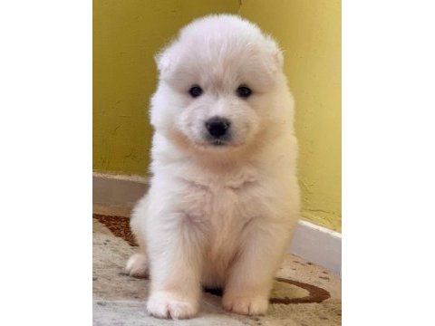 Kar beyaz samoyed yavrular hazır
