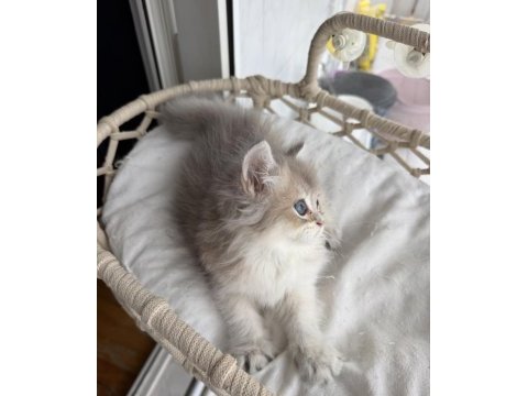 Rusya kanı üst sınıf british longhair