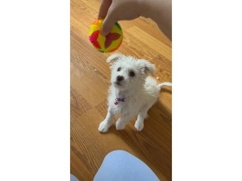 3 aylık dişi malta terrier