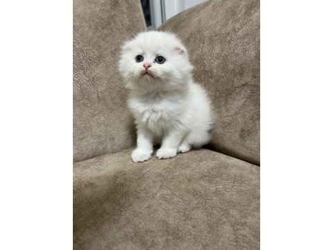 Sıfır kulak ayı surat scottish fold bebekler