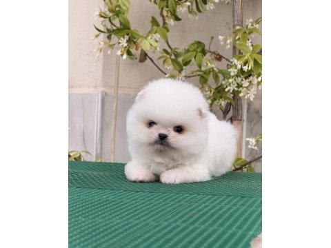 Pomeranian bobby