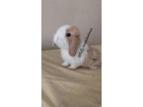Renkli lop ve cüce tavşan yavruları (evcil)