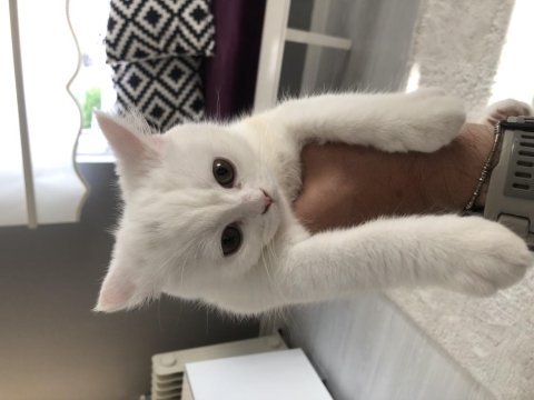 4,5 aylık british longhair yavrumuz
