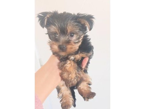 Orjinal yorkshire terrier mini minnacıklar