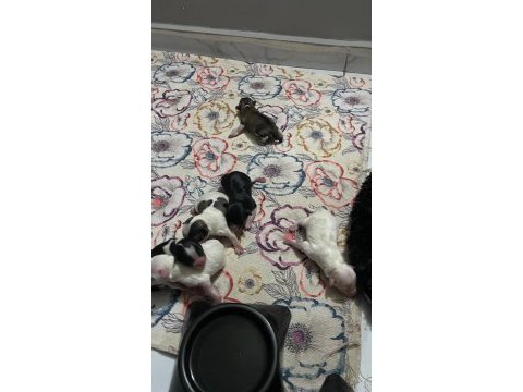 Uyguna 0 numara terrierler dişi ve erkek