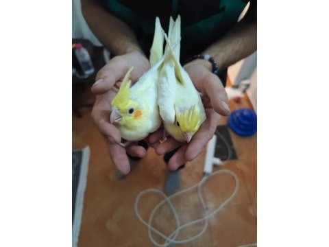 Sarı lutino sultan papağanlar