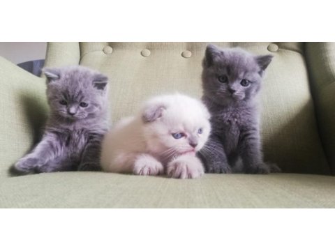 Scottish fold kedim