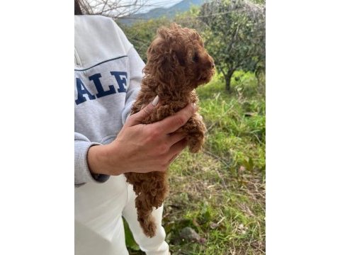 Kore poodle erkek çocuk