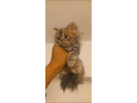 Golden long yavrumuz teslime hazır british longhair
