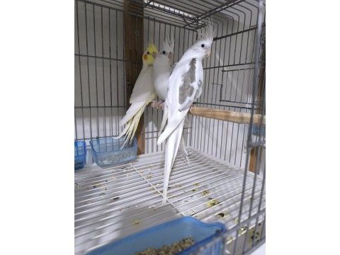 Bebek sultan papağanlar