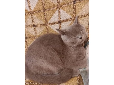 2.5 aylık british shorthair yavrular