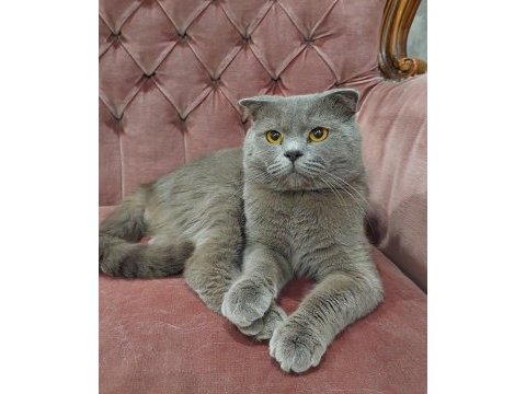 Erkek scottish fold british shorthair 2 yaşında