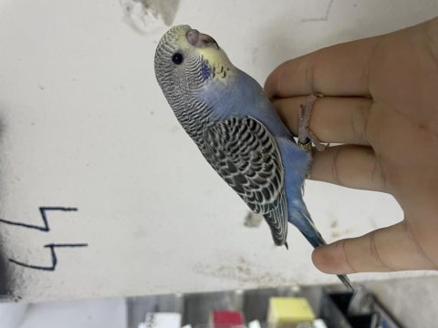 Ele alıştırmalık muhabbet kuşu yavrular