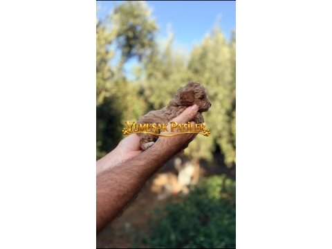 Toy poodle yavrumuz