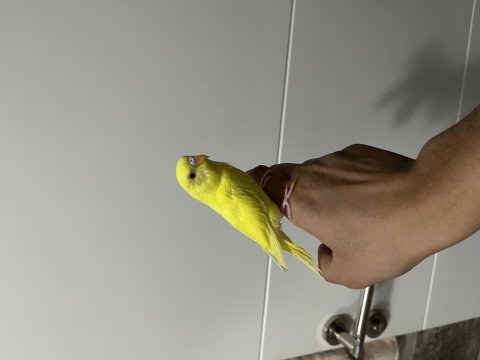 Sarı lutino ele alışık muhabbet kuşu