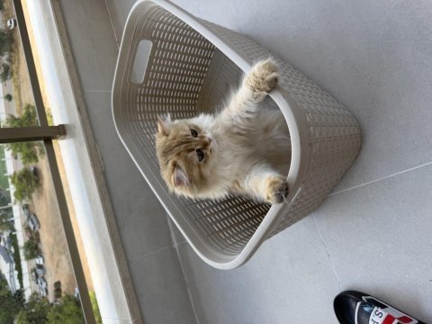 British longhair golden