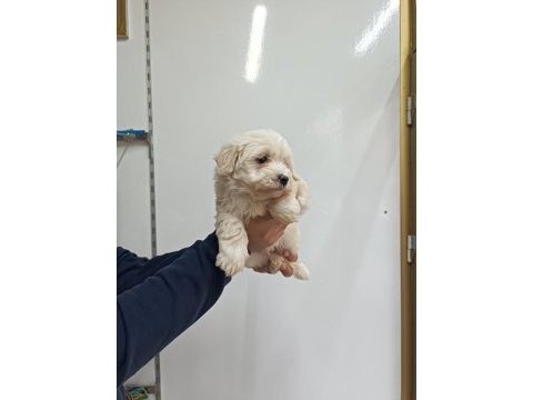Maltese erkek yavru