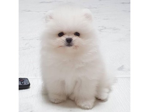 Ayı surat pomeranian yavruları