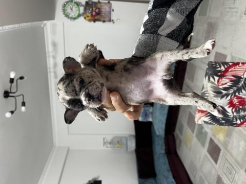 40 günlük bebek french bulldog