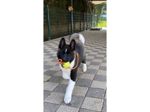 Türkiye'nin en özel amerikan akita inu yavruları 