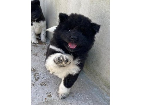 Akita yavru köpeğimiz