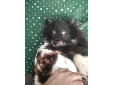 7 aylık dişi şecereli aşıları tam çipsiz pomeranian