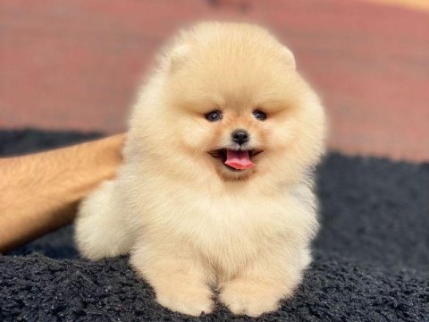A kalite pomeranian boo yavrularımız (boş geçmeyin)