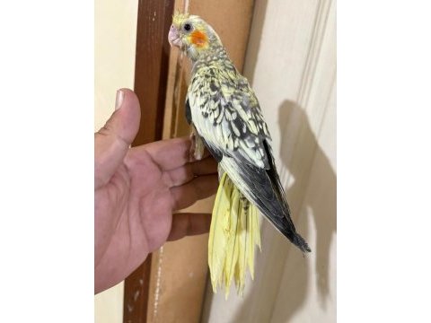 41 günlük harika sultan papağanı bebek